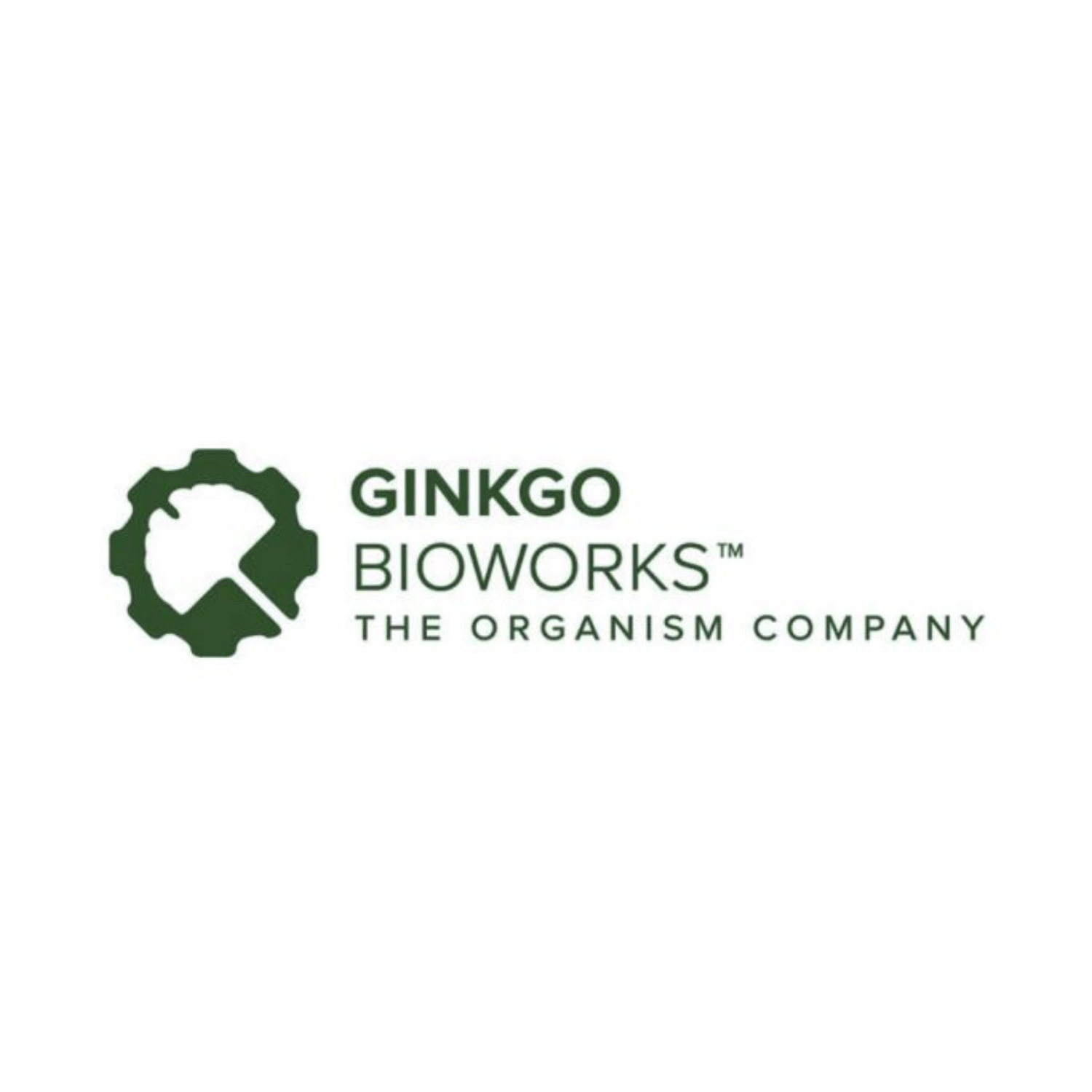 Ginkgo-1
